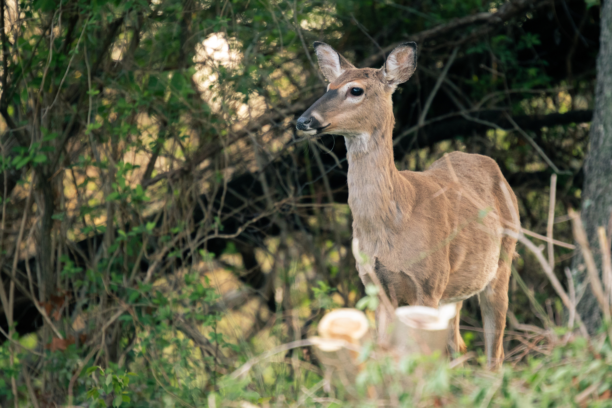 What is the Oldest Buck Ever Shot? 