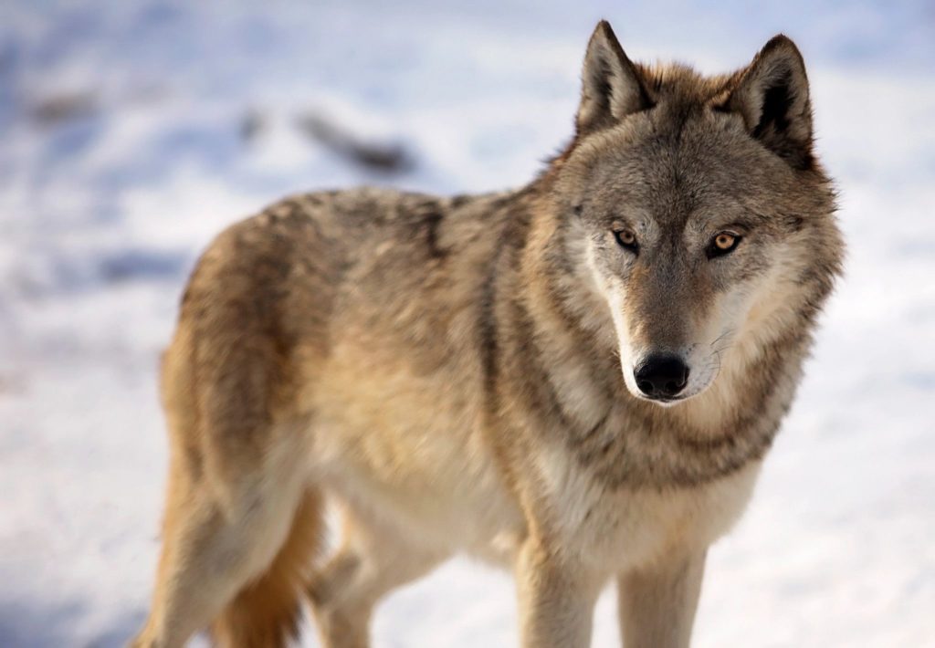 Wolf Season to Begin November 2021 in This State | Deer & Deer Hunting