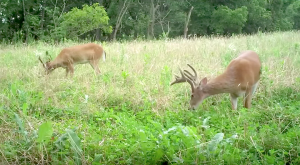 Food plots can provide year-round supplemental nutrition for wildlife.