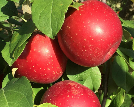 Halared The 5 Best Apple Trees for DIY Orchards | Deer & Deer Hunting