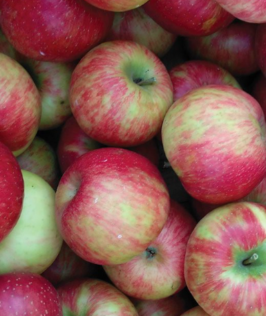Honeycrisp The 5 Best Apple Trees for DIY Orchards | Deer & Deer Hunting