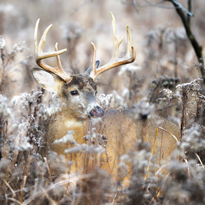 How to Take Advantage of Big Buck Bedding Areas | Deer & Deer Hunting