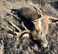 What Kills the Most Deer in a Year?