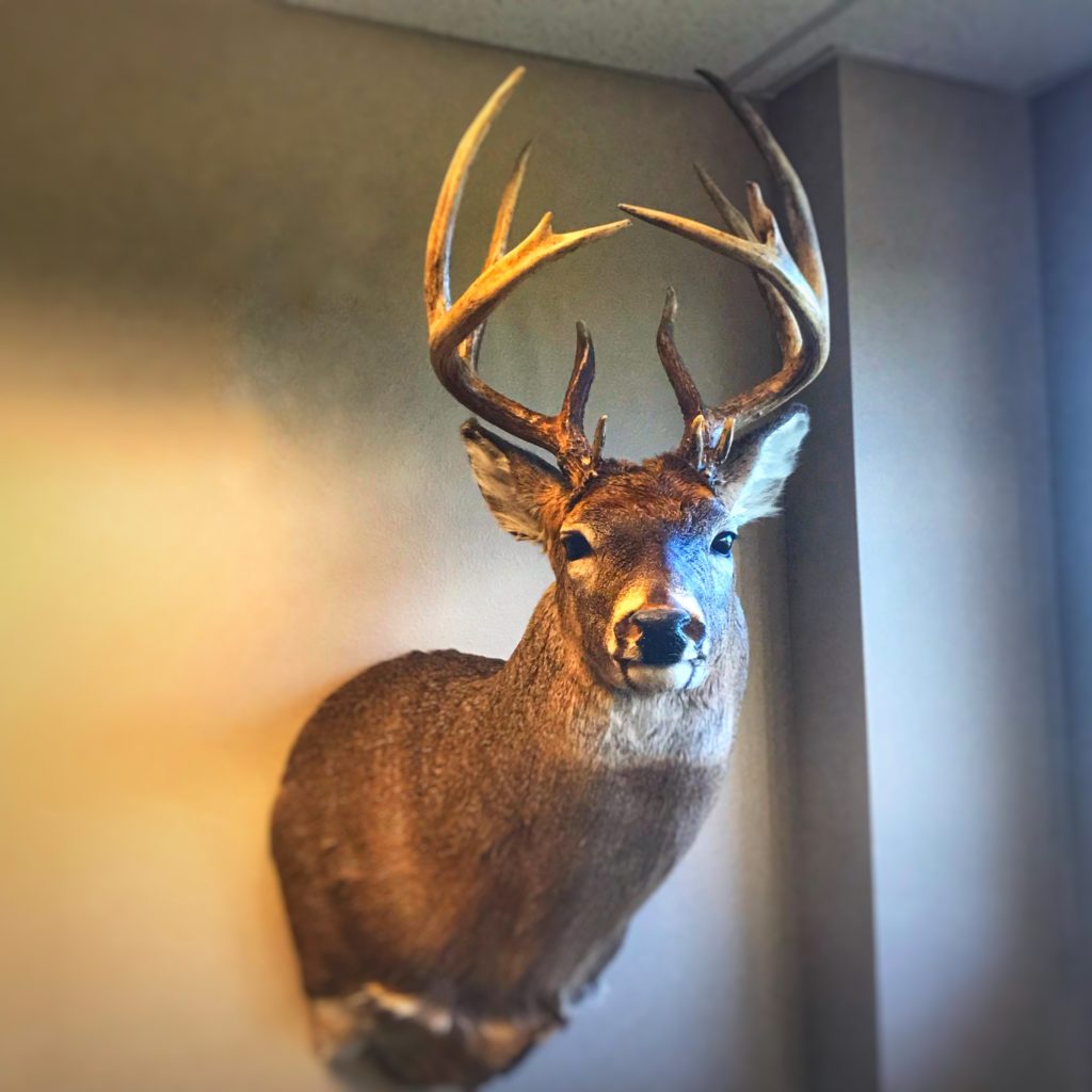 What Should a Deer Mount Cost 