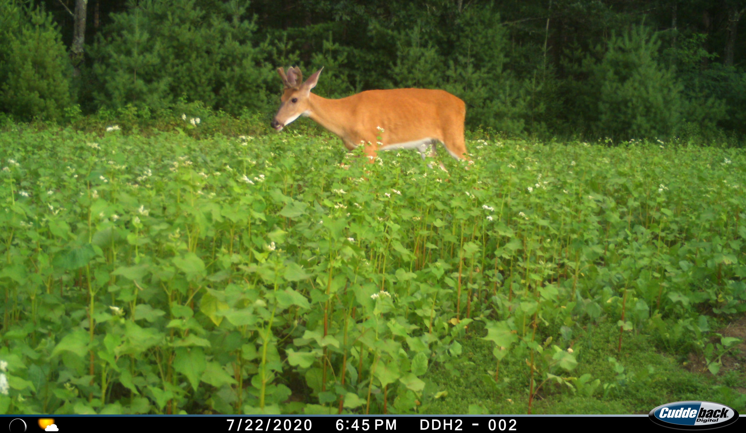 I 00019 scaled Buckwheat: A Good Summer Food Source for Deer | Deer & Deer Hunting