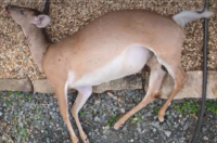 WATCH: Fascinating Time-Lapse Video of Deer Turning to Dust