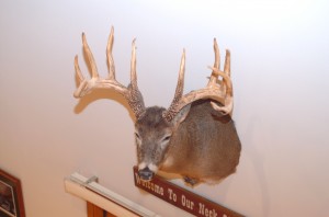 shed antlers from King Buck