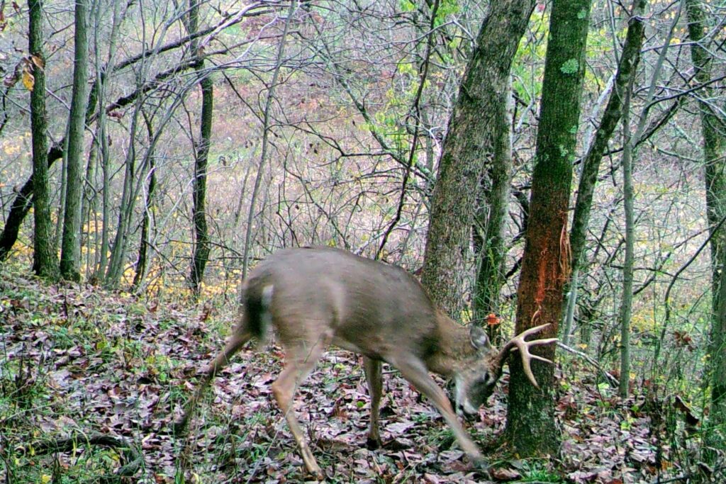 MFDC1755 2 6 Tips for Hunting the Rut | Deer & Deer Hunting