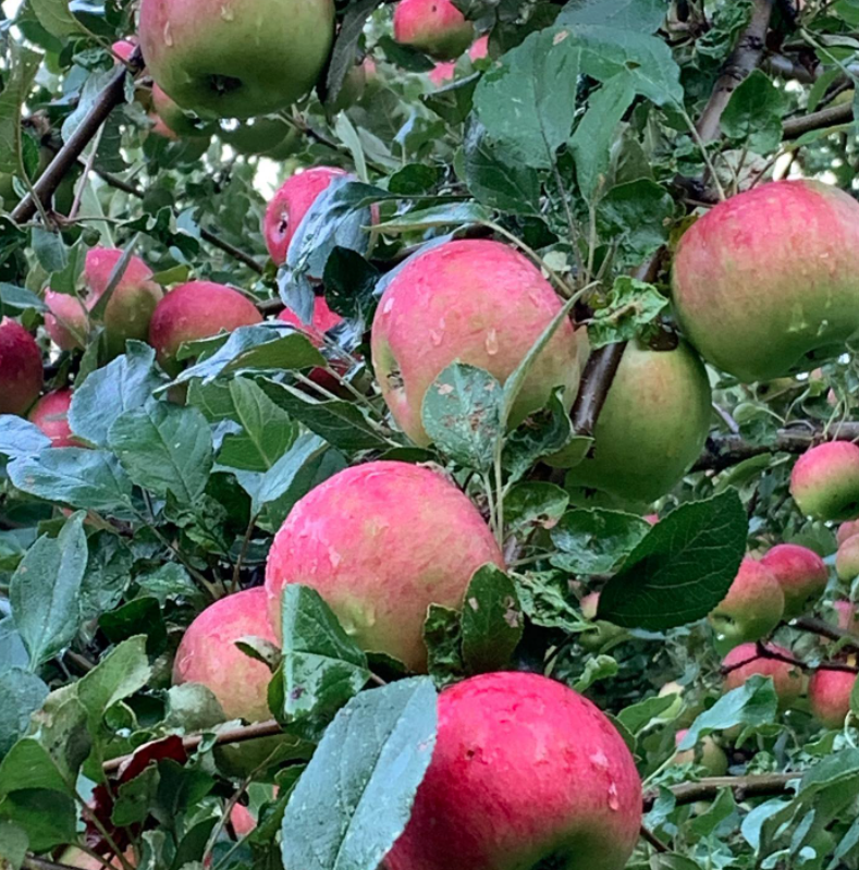 Macoun apple The 5 Best Apple Trees for DIY Orchards | Deer & Deer Hunting