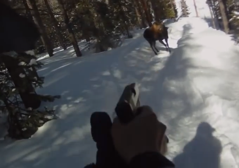 Father Kills Moose: Self-Defense or Did He Shoot Too Soon? | Deer and Deer  Hunting