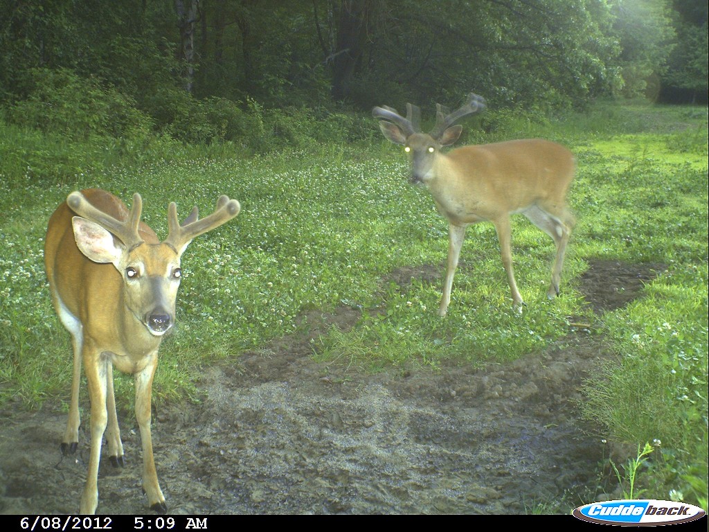 Minerals can help bucks build antlers and also help does during the gestation period.