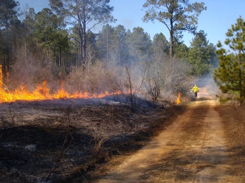 A prescribed burn can help your land and generate new vegetation along with rejuvenating the soil.