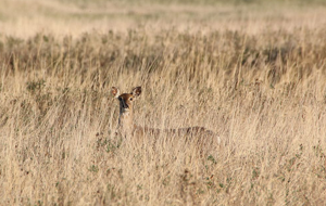 White-tailed deer, mule deer and other wildlife use Conservation Reserver Program lands throughout the country all year. 