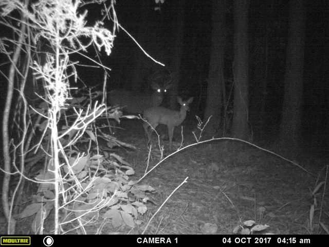 Nocturnal buck 1 How to Successfully Hunt a Nocturnal Whitetail Buck