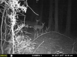 Nocturnal buck 3 How to Successfully Hunt a Nocturnal Whitetail Buck