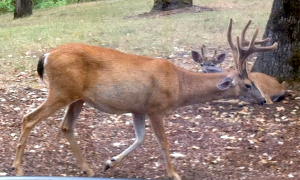 This deer in Oregon was infected with EHD in an area previously without the disease.