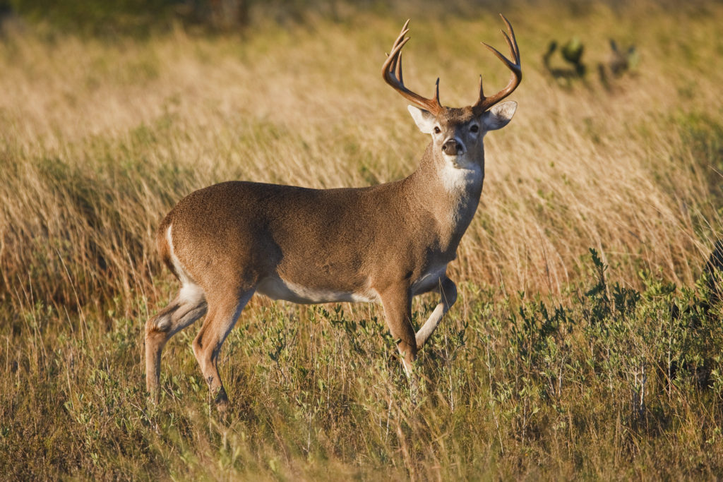 PRESSURE Nov17 LEAD GettyImages 114840591 1 How Whitetail Deer Respond and React to Hunting Pressure