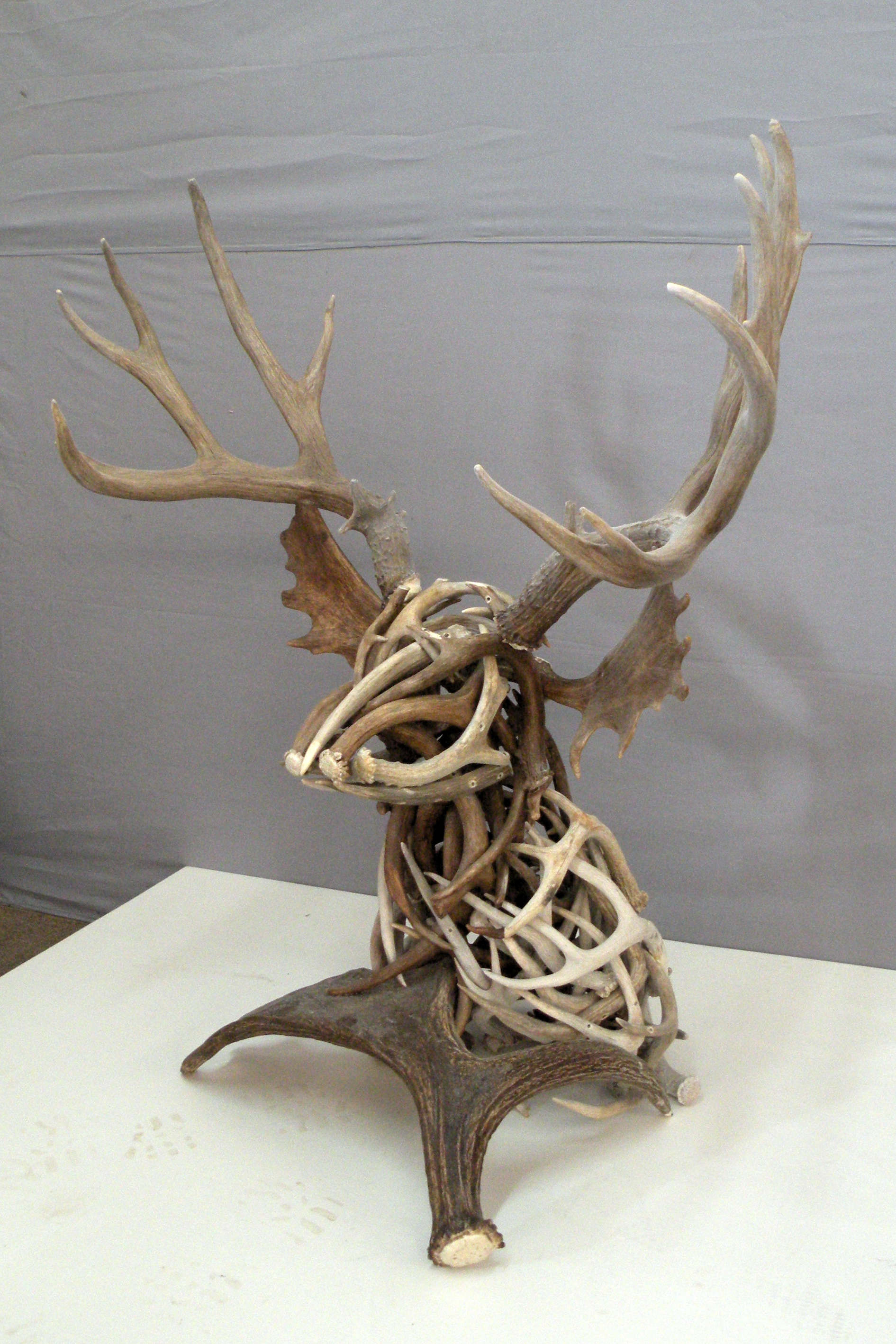 deer-head-made-of-antlers-atcsagacity