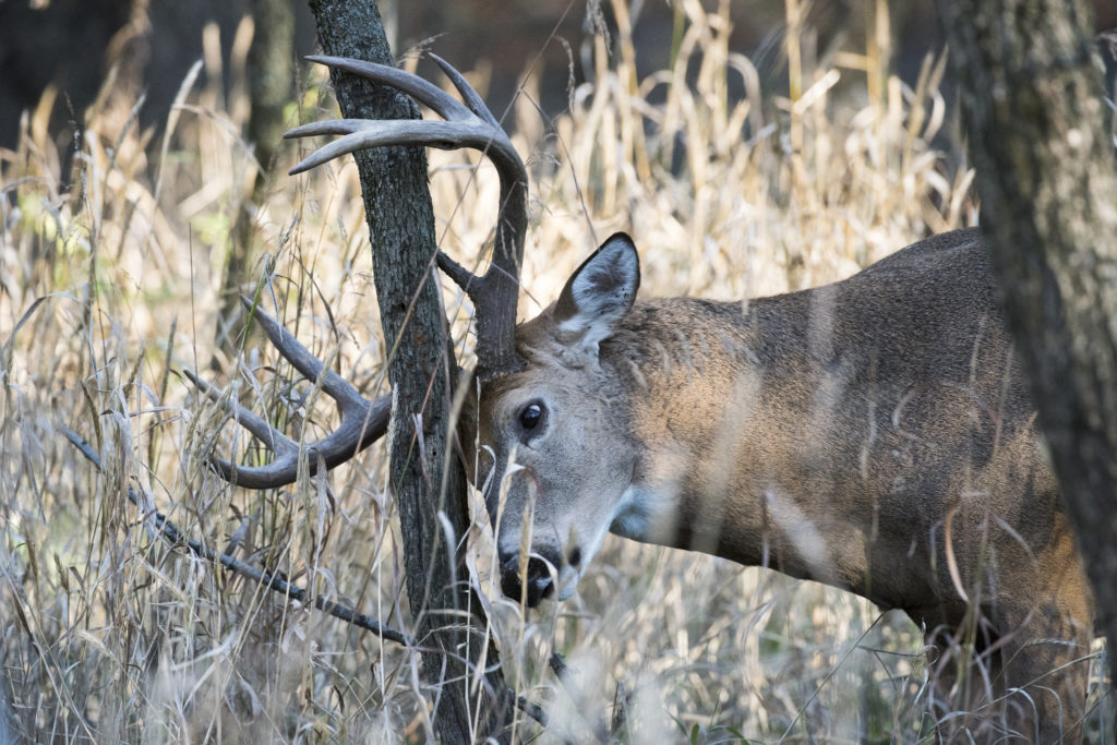 RESEARCH Nov17 LEAD GettyImages 516931750 1 When the Rut is Rocking-DDH TV 