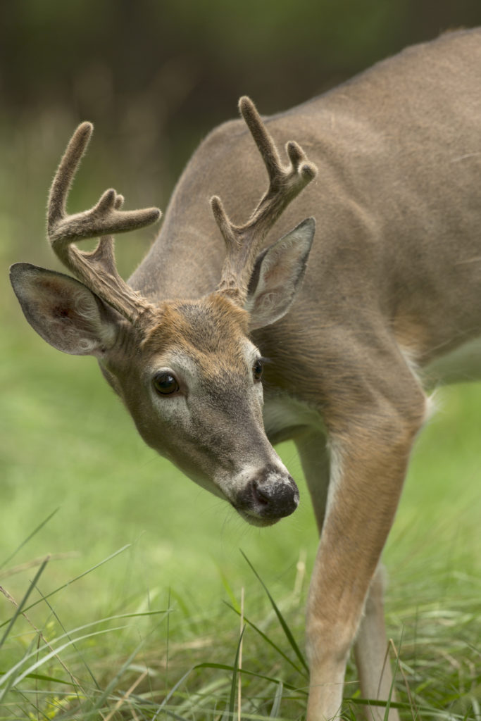 Research GettyImages 185500025 2 Time to Roam: What to Know About Whitetail Buck Dispersal