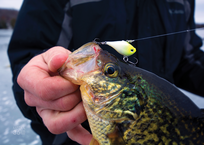 https://s22301.pcdn.co/wp-content/uploads/Rippin-Crappie-panfish.png