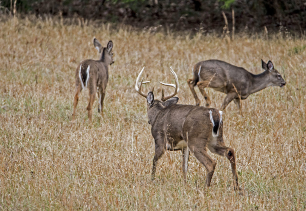 The Best Stands to Hunt During the Rut Deer & Deer Hunting