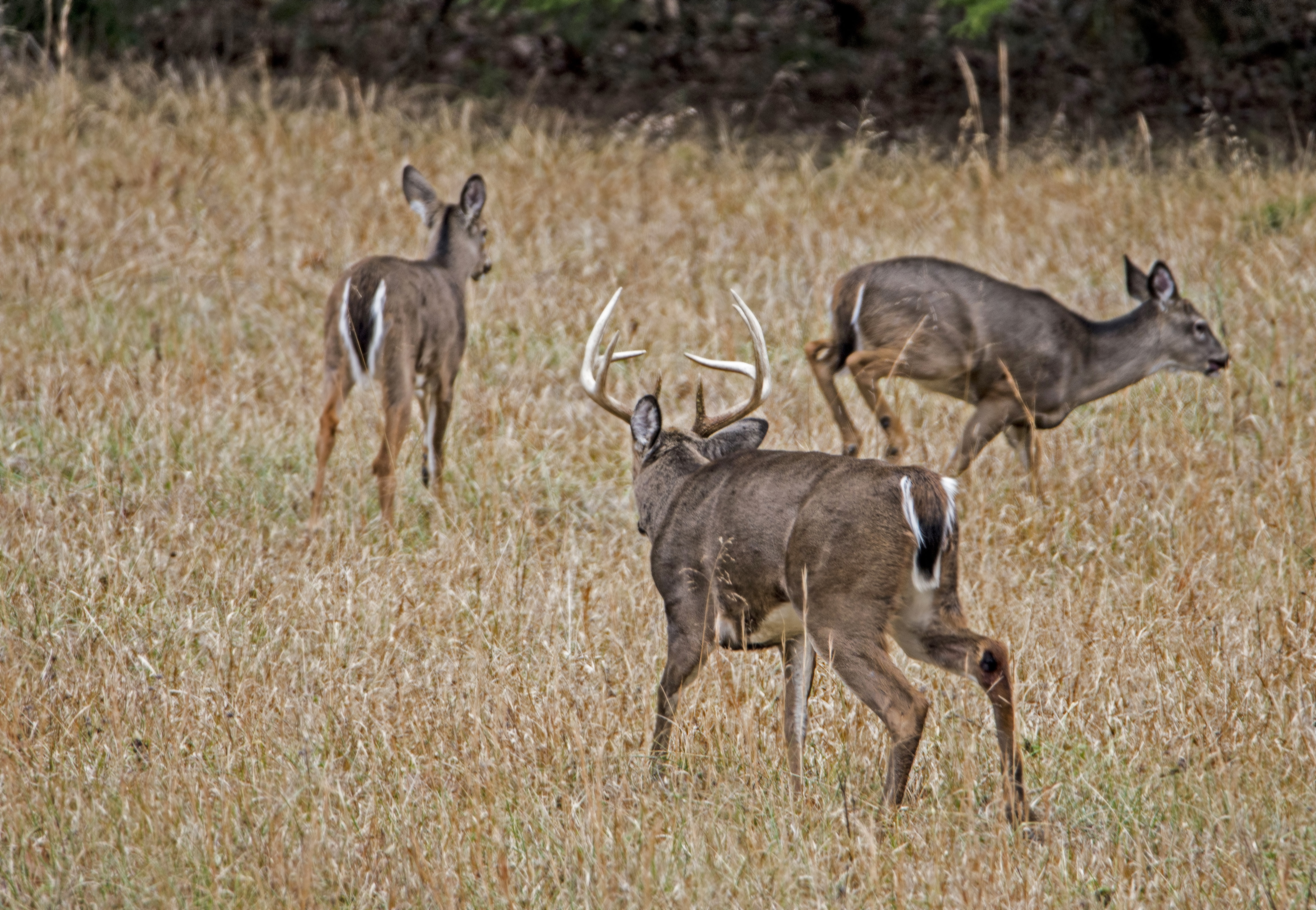 Deer Movement Chart Tennessee