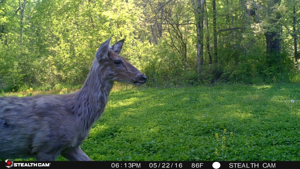 A close-up at the whitetail's molting process. This doe is losing her winter coat - fast. She will soon don the clay-red hairs of summer. Stealth Cam photo by Daniel Schmidt)