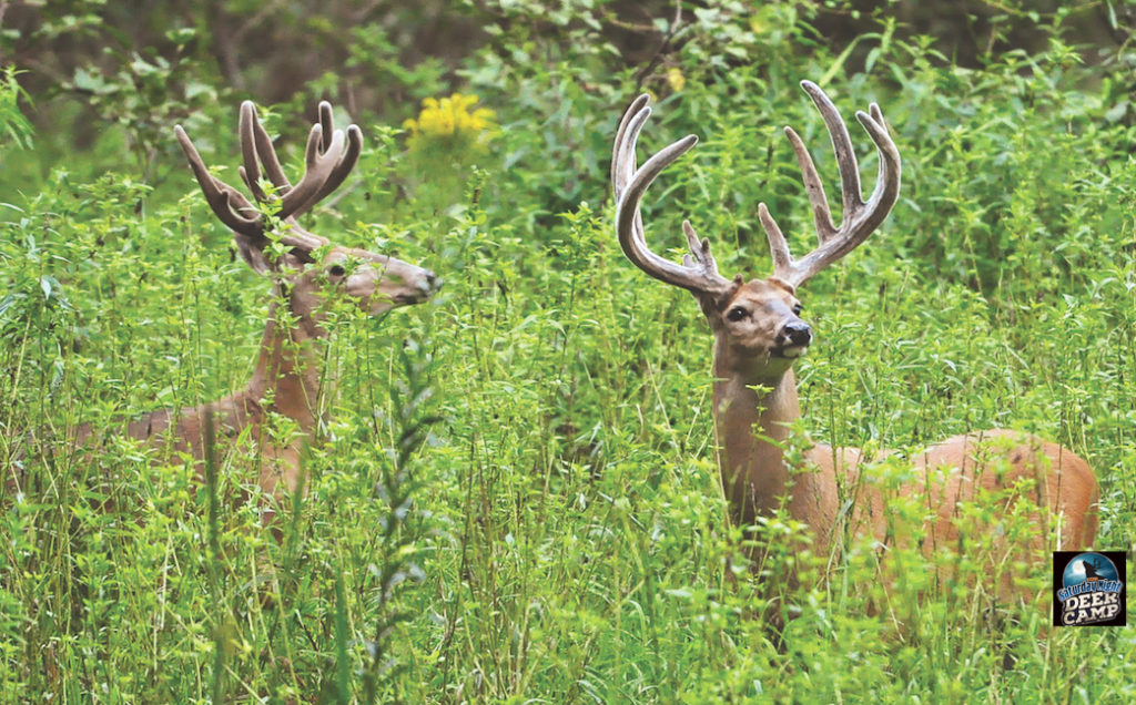 Whitetail Wisdom Deer Harvest Stats You Should Know Deer & Deer Hunting