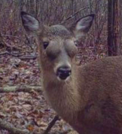 whitetail deer eyes