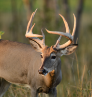 Research: How Whitetail Vision Relates to Activity Patterns