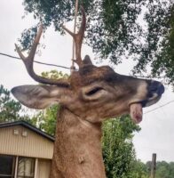 Texas Man Faces Felony Charges for Killing Yearling Buck