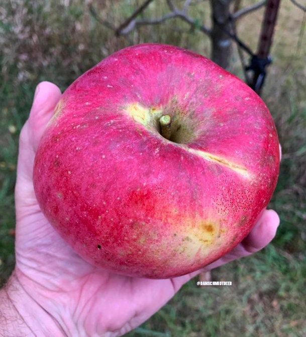 Screen Shot 2022 04 28 at 9.56.38 AM The 5 Best Apple Trees for DIY Orchards | Deer & Deer Hunting