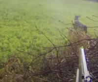 Deer Hunter Whiffs on Easy Shot … at 5 Feet Away!