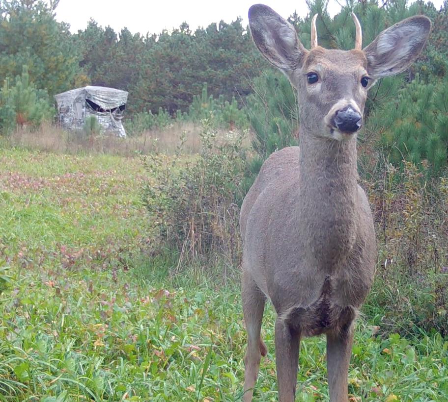 Screen Shot 2022 10 06 at 2.37.56 PM Don't Shoot Spike Bucks as an Excuse | Deer & Deer Hunting