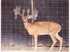 Texas Deer Breeding - whitetail deer hunting