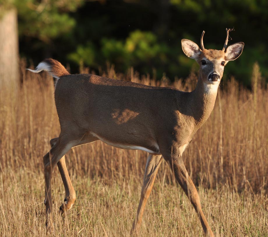 female deer with antlers