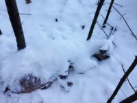 Whitetail Winter: Massive Losses on the Horizon?