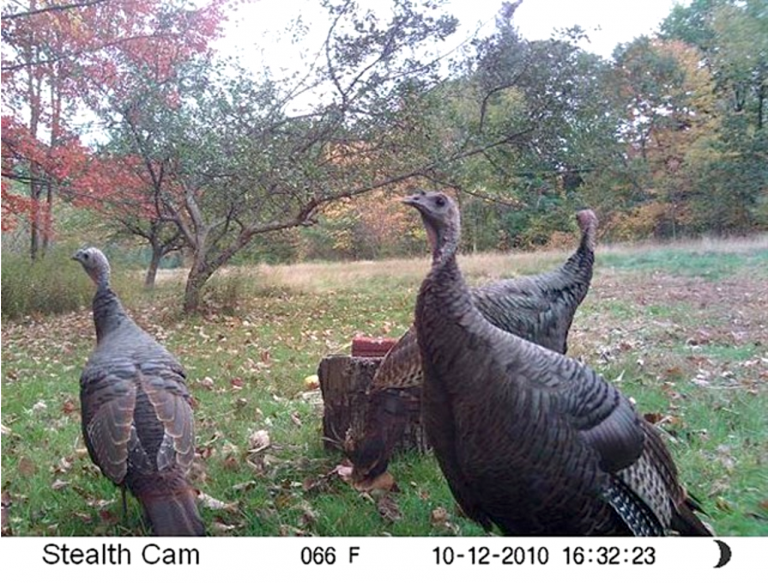 Big Prizes Available in Game Camera Turkey Shootout