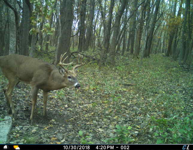 What To Look For In A Cellular Trail Camera