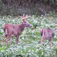 The Best Thing to Plant in Deer Food Plots