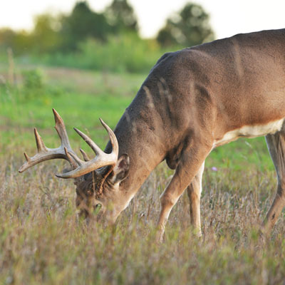 The Pros and Cons of Large vs. Small Food Plots