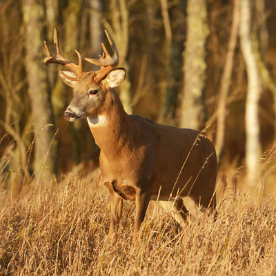 To Kill A Deer