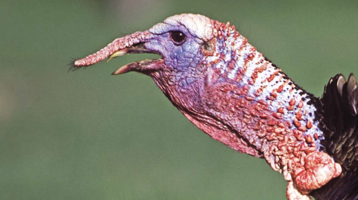 Why Do Turkeys Have These Weird Things?