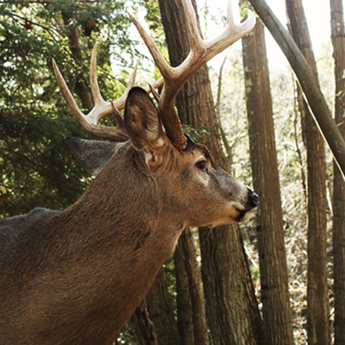 Don't Shoot Spike Bucks as an Excuse