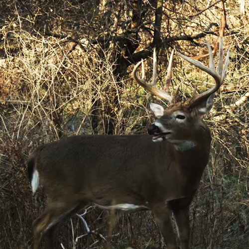 Don't Shoot Spike Bucks as an Excuse