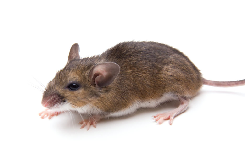 White Footed Mouse GettyImages 123733941 What Are Ticks?