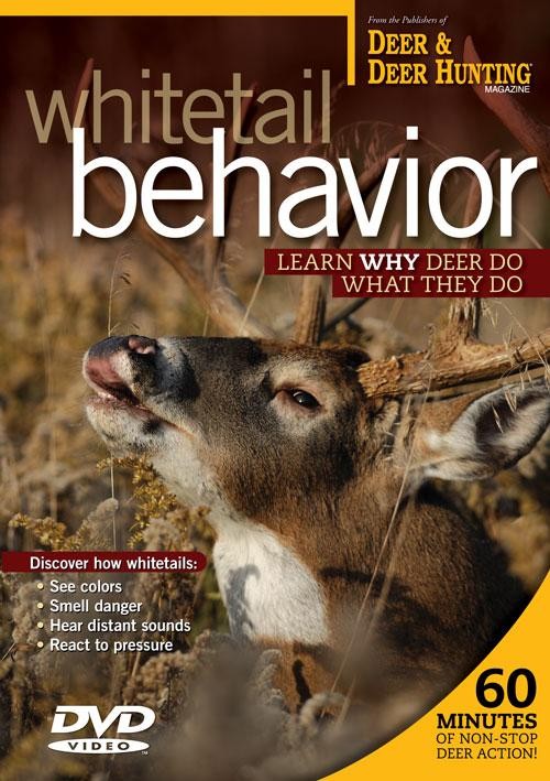 Whitetail Behavior