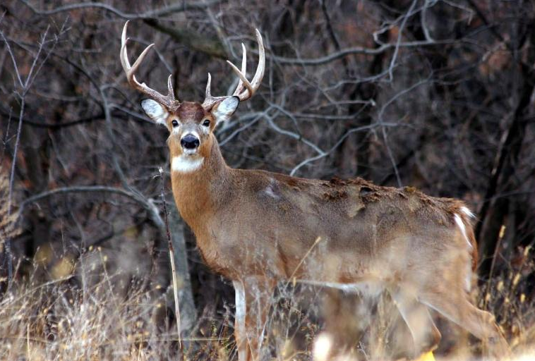 How to Really Use a Grunt Call to Dupe Big Bucks - Deer & Deer Hunting ...