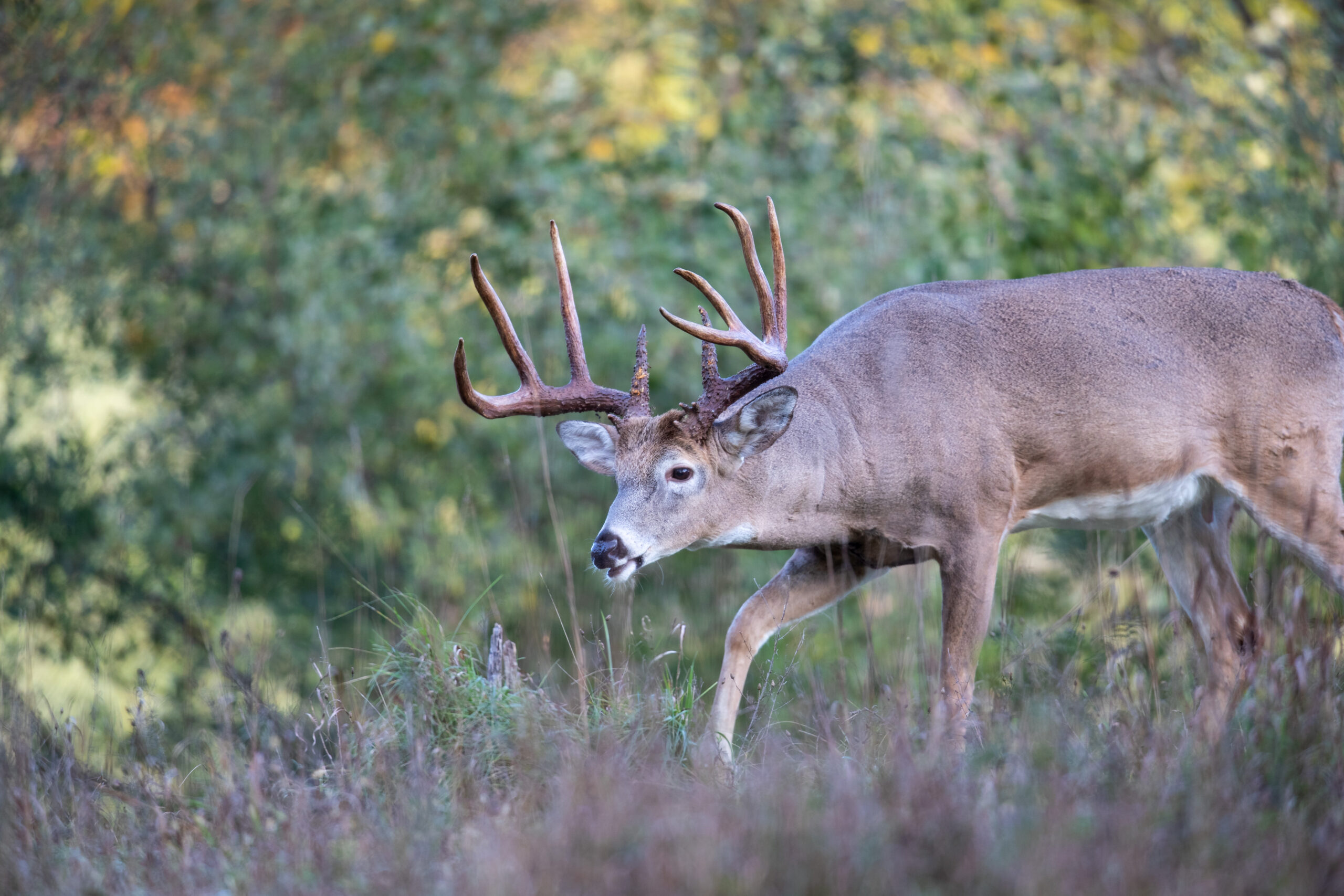 Get Ready for October's Mini Rut Deer & Deer Hunting